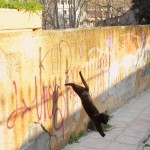 Κορωνοϊός: Οι γάτες τον μεταδίδουν μεταξύ τους ενώ οι σκύλοι όχι