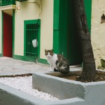 Ισπανία-κορωνοϊός: Γάτα βρέθηκε θετική στον ιό