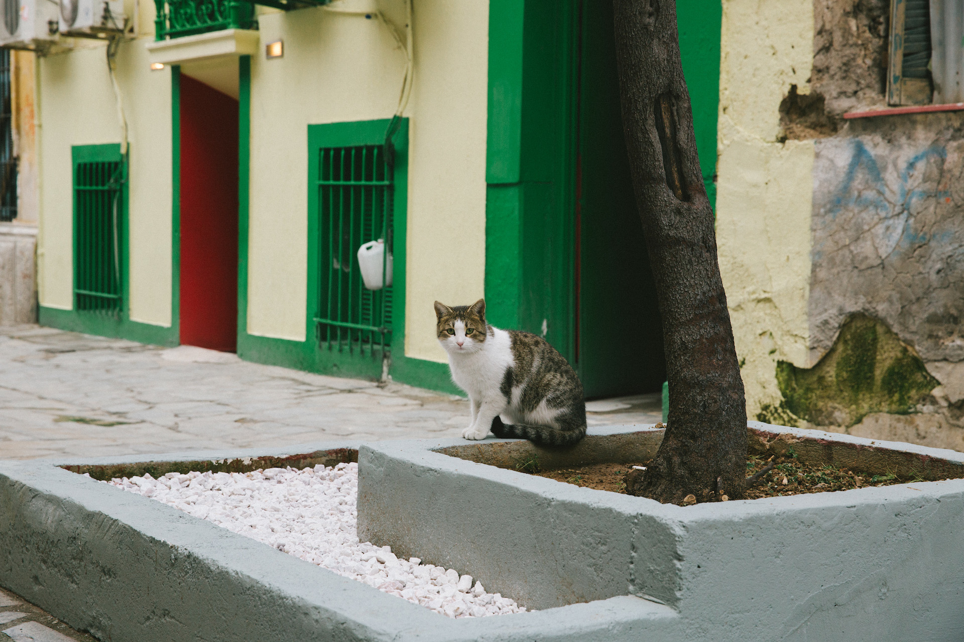 Ισπανία-κορωνοϊός: Γάτα βρέθηκε θετική στον ιό