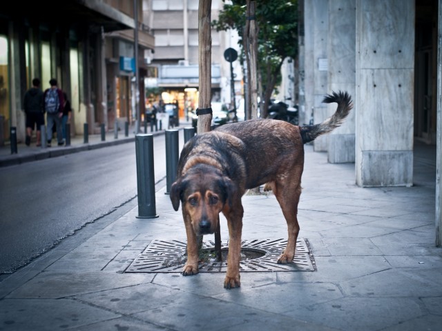 Όλα όσα πρέπει να ξέρετε για το νέο σχέδιο νόμου για τα δεσποζόμενα και αδέσποτα ζώα συντροφιάς