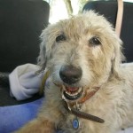 Άγριο περιστατικό εγκατάλειψης κατοικιδίου στην Ηλιούπολη