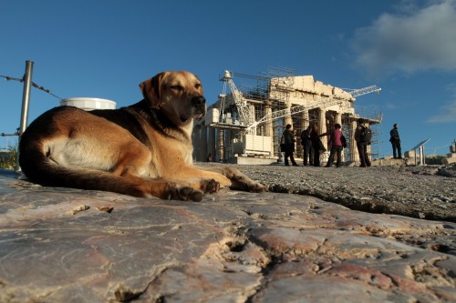 Τ’ αδέσποτα της Αθήνας γιορτάζουν την Παγκόσμια Ημέρα για τα Ζώα