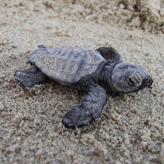 Η απίστευτη περιπέτεια της caretta caretta