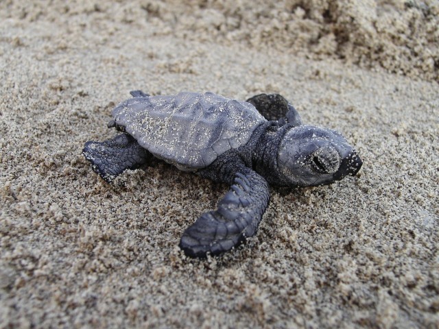 Η απίστευτη περιπέτεια της caretta caretta