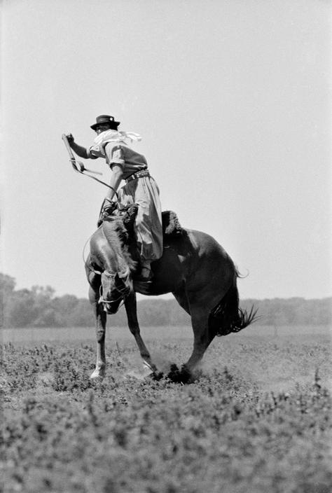 gaucho taming horse @ La Pampa, Argentina (1958)