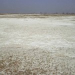 Η υφαλμύρωση των καλλιεργήσιμων εδαφών απειλεί τις παγκόσμιες σοδειές