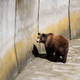 Αρκούδα έκανε βόλτα στο Άργος Ορεστικό