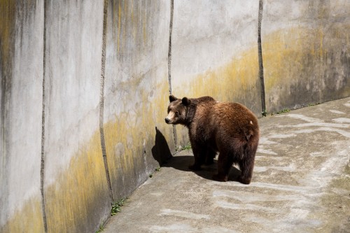 Αρκούδα έκανε βόλτα στο Άργος Ορεστικό