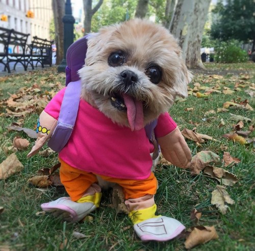Η Marnie, το πιο δημοφιλές σκυλί της Αμερικής σαρώνει το Instagram