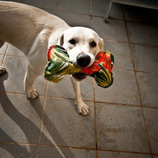 Τα χειροποίητα αξεσουάρ για σκύλους της Κρίστης Κωσταράκου