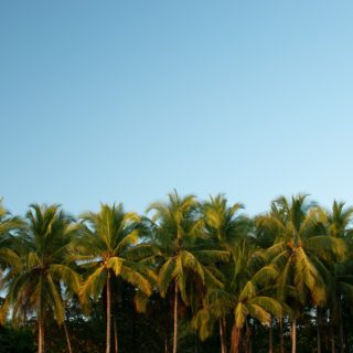 Η Κόστα Ρίκα αντάλλαξε τα όπλα με δέντρα. Κυριολεκτικά