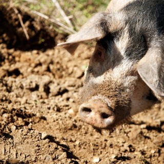 Χοιροσφάγια στην Τήνο