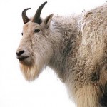 Σήμερα είναι η κινέζικη πρωτοχρονιά