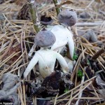 Μανιταράνθρωποι στο Norfolk