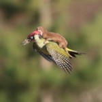 Πως μία νυφίτσα βρέθηκε να πετάει με ένα τρυποκάρυδο;