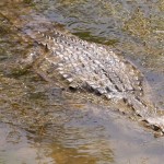 Νεκρός βρέθηκε ο κροκόδειλος της Κρήτης