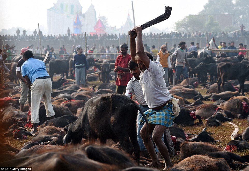 Σοκαριστικές οι εικόνες από τις αναρίθμητες σφαγές βουβαλιών στο Νεπάλ