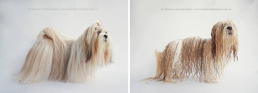 popaganda_shakala01.animal-portraits-dry-wet-dog-serenah-hodson-5