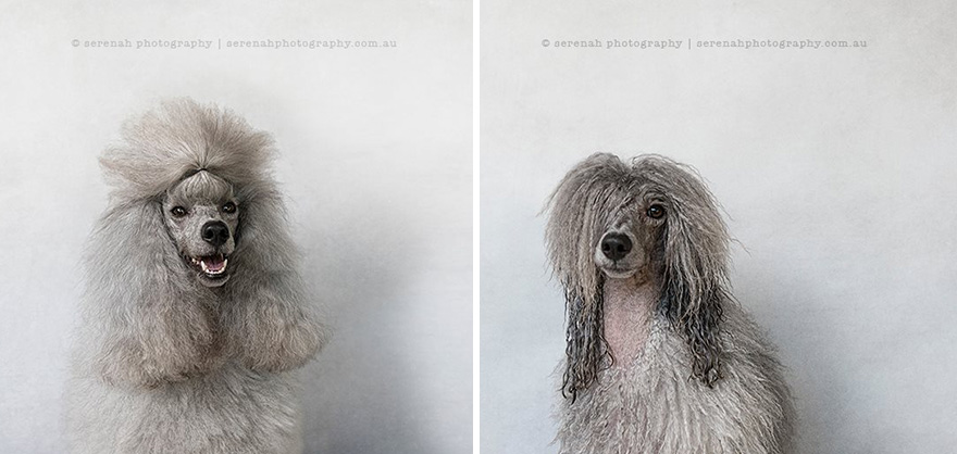 popaganda_shakala03.animal-portraits-dry-wet-dog-serenah-hodson-11
