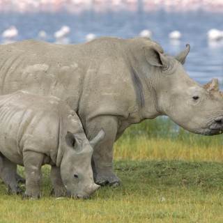 – Πετάει ο ρινόκερος;  Πετάει…