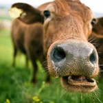 Αγρυπνία στην Αγγλία εις μνήμην…. αγελάδας