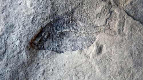 Ανακαλύφθηκαν απολιθωμένα ψάρια στο Κάλγκαρι του Καναδά