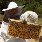 ΗΠΑ: Χάθηκε το 40% των αποικιών των μελισσών το 2014-2015