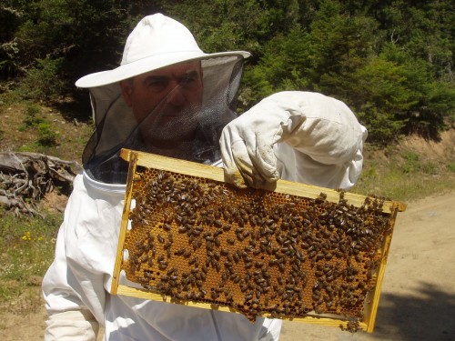 ΗΠΑ: Χάθηκε το 40% των αποικιών των μελισσών το 2014-2015