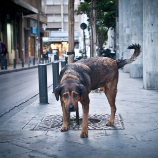 Φρόντισε κι εσύ ένα αδέσποτο, μπορείς.
