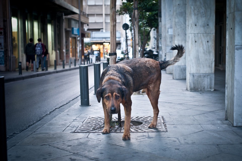 Stray Dogs in downtown Athens / Αδέσποτα σκυλιά στο κέντρο της Αθήνας