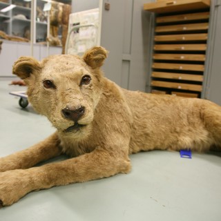 Μια λευκή τίγρης και ένα από τα μεγαλύτερα φίδια της Ευρώπης «συγκατοικούν» στην Κηφισιά