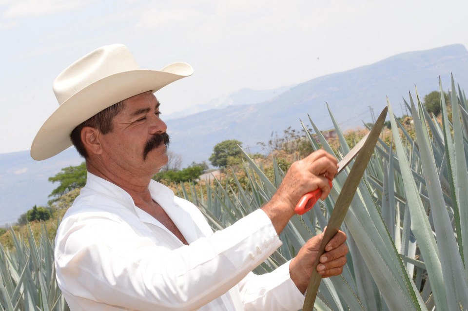 O Don Ismael ετοιμάζεται να θυσιάσει μια αγαύη.