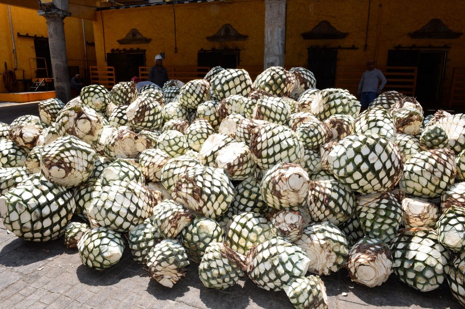 1. Μαζεύονται όλες οι καρδιές αγαύης στο αποστακτήριο.