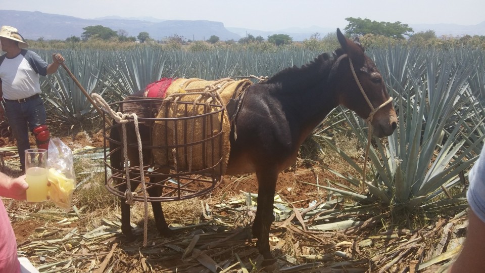 Παγκόσμιο μεταφορικό μέσο.