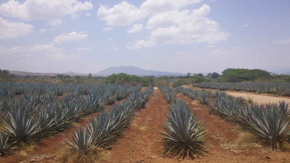 Γύρω από την πόλη της Τεκίλα βλέπεις αγαυοχώραφα μέχρι εκεί που φτάνει το μάτι σου.