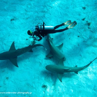 «Κι όμως, ένας φαλαινοκαρχαρίας μπορεί να κολυμπάει νωχελικά…»
