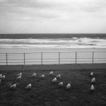 Κοιμούνται τα ταξιδιάρικα πουλιά;