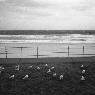 Κοιμούνται τα ταξιδιάρικα πουλιά;