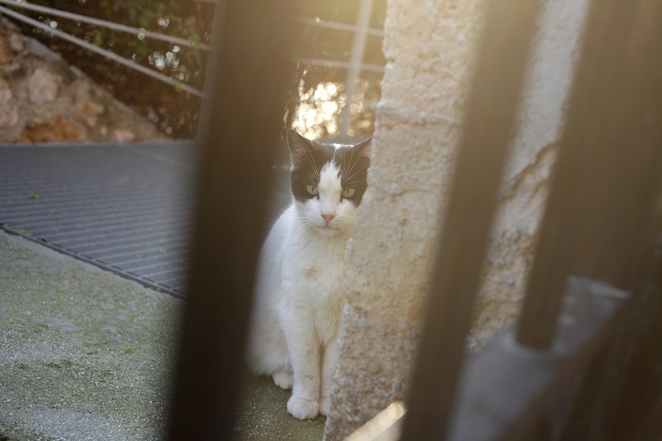 05ninelives_MG_9763-1920x1280