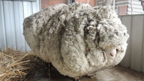 Αυτό είναι (ήταν) το πιο μαλλιαρό πρόβατο όλων των εποχών (ΕΙΚΟΝΕΣ)