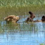 Μια αρκούδα κάνει μπάνιο και το διαδίκτυο τρελαίνεται.