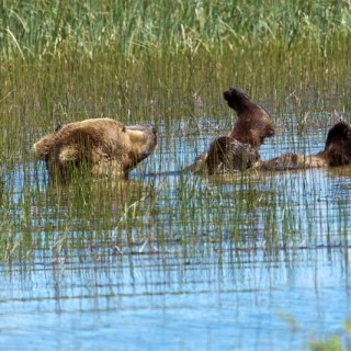 Μια αρκούδα κάνει μπάνιο και το διαδίκτυο τρελαίνεται.