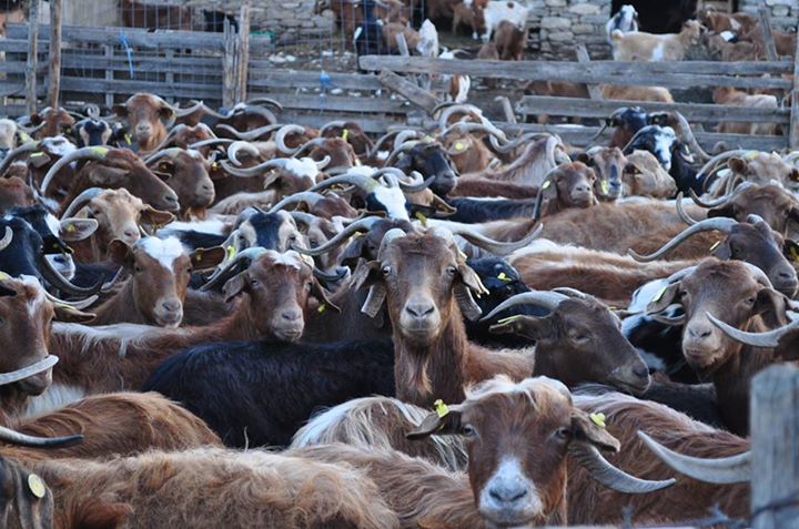 12106909_996006987130060_3390734114537169171_n