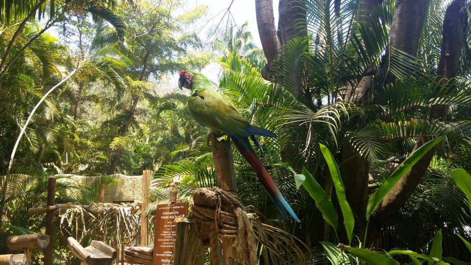 Ο παπαγάλος προφίλ. 