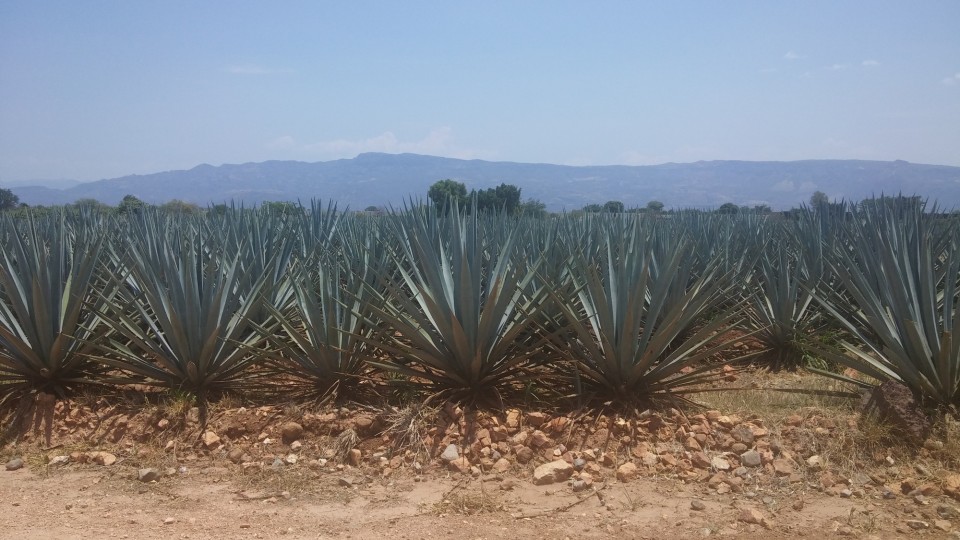 Κάπως έτσι μοιάζουν τα χωράφια. 
