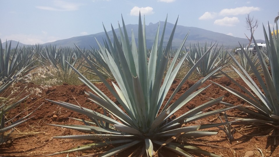 Αυτή είναι η αγαύη. 