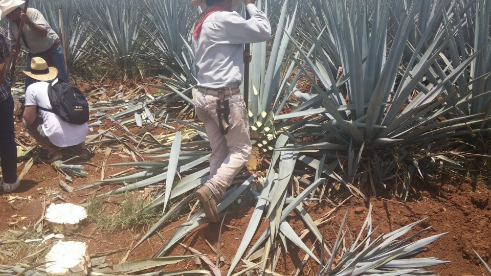 Βγάζει κάθε μέρα χιλιάδες ρίζες Αγαύης. 