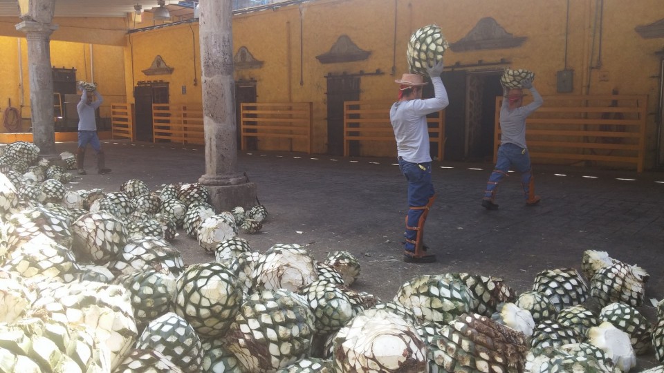 Εκεί τοποθετούνται σε φούρνους. 
