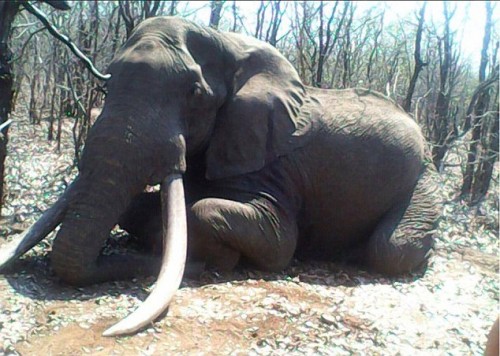 Γερμανός κυνηγός σκότωσε τον γηραιότερο ελέφαντα της Αφρικής