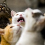 Η κυβέρνηση της Αυστραλίας στέλνει γράμμα στον Morrissey